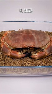 Top 10 Mealworm Time-lapses | WormLapse