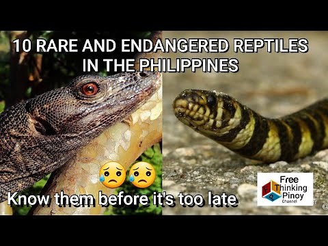 RARE AND EXOTIC REPTILES IN THE PHILIPPINES | Top 10 Endangered Reptiles Found Only In Philippines