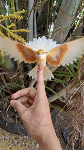 Golden Masterpiece Wings