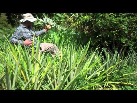How to Grow Pineapple