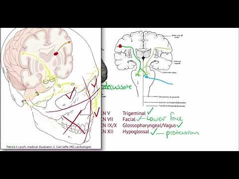 Speech Pathology - Cranial nerves completely explained