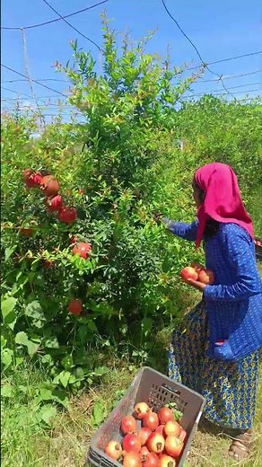 “Big-Size Red Silk Pomegranates: Cultivating on the Farm”