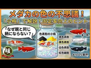 The color of medaka fish and the story of the small bottle [Hime medaka / Epigenetics]