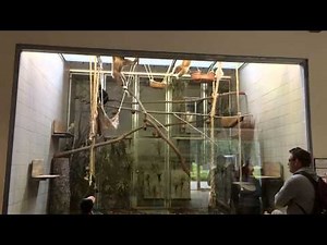 Gibbons at the Zoo (iPhone 5s Slow Motion)