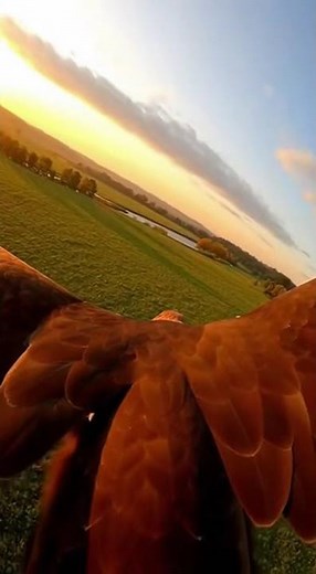 GoPro on an Eagle: The Wild Chase