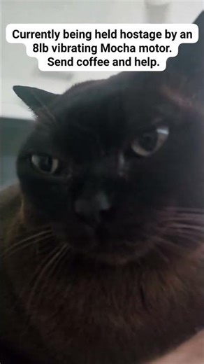 Held hostage by an 8lb purring Burnese Cat. #cats #funnycat #catlaughs #catvideos #funnyanimal