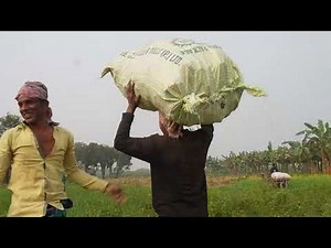 Incredible Turmeric Harvesting & Powder Process!