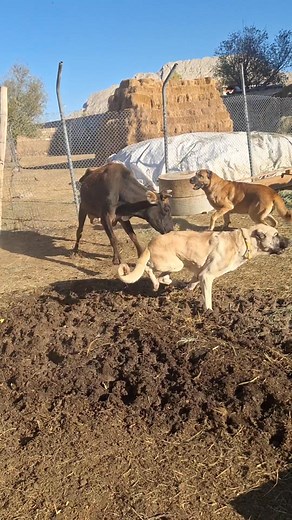 1.6M views · 89K reactions | The newly Arrived Cow Turns Out Angry Yeni Gelen İnek Öfkeli Çıktı | Fırat Alkan | Facebook