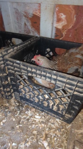 Has This Hen Got An Early Start?