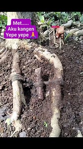 480 reactions · 62 comments | Met..... Aku kangen yepe yepe. #bonsai #sancang #premna #fyp | Karimun Java | Facebook