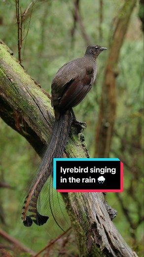 Lyrebird Singing in the Rain: Captivating Wildlife Encounter