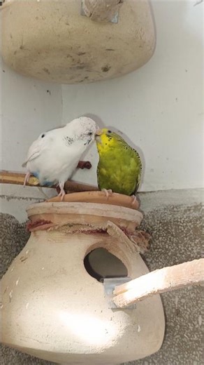 This a Clear Breeding Sign? 🐦💞”