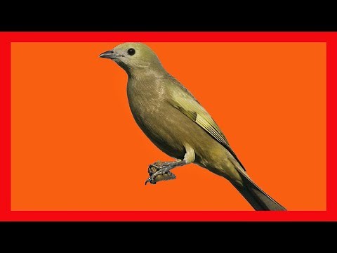 Palm Tanager Song, Palm Tanager Call, Bird Sound, Call, Chirp, Melody - Thraupis Palmarum