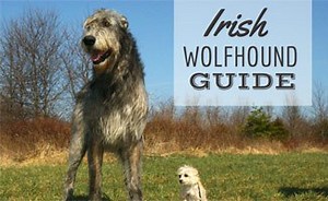 Irish Wolfhound Dog Breed Information: Facts, Traits, Pictures & More