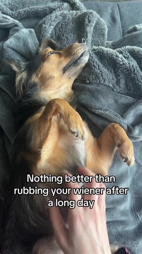 Always takes the edge off 🌭🐶🐾🦴😂 #dogsoftiktok #nursetok #fyp #funny