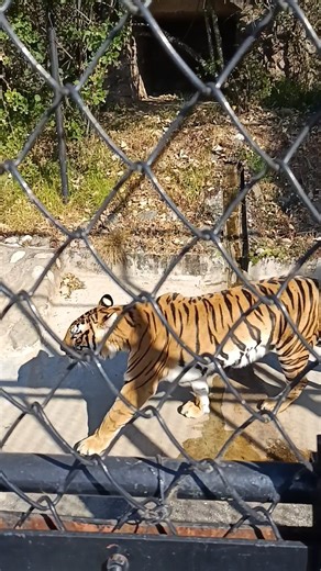 Angry Tiger Roaring 🐅 | Scary & Powerful Animal Sound#travel #viral #youtubeshorts #shorts