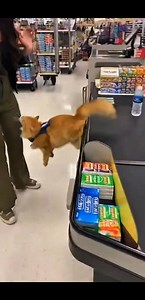 Angry Customer vs Cashier Cat � | Grocery Store Meltdown Goes Wild #CashierCat #GroceryStoreDrama #AngryCustomer #FunnyReels #CatVsHuman #ViralUSA | Kitty Cuddle Club