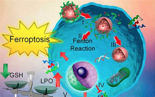 生信文章铁死亡分析系列3--铁死亡相关基因提取及表达差异分析