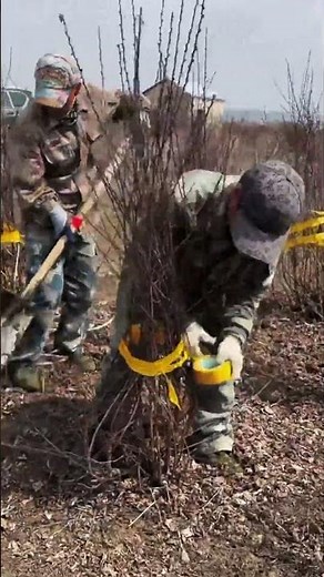 Desert Afforestation On-Site: Sand Control & Planting Techniques