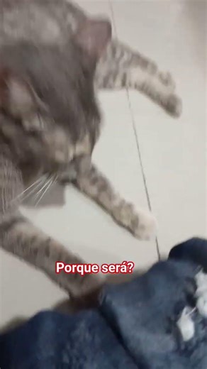 I knew this mystery about cell phones #cat #shiro #pets #animals #cats #kittens #smartphone