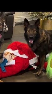 German Shepherds vs The Grinch