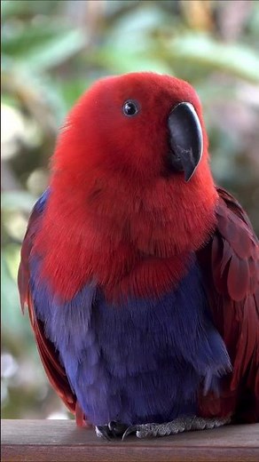 THE WONDERFUL ECLECTUS PARROTS - AMAZING NATURE