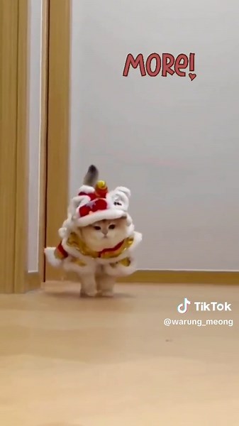 Kucing Barongsai Lucu dan Imut: Aksi Menggemaskan!