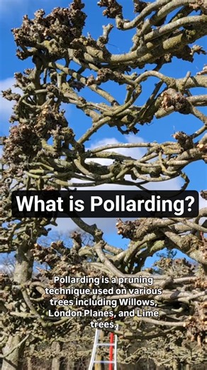What is Pollarding? #pruning #gardeningtips #gardening #pollard #treepruning