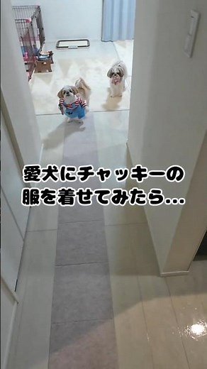 【姉犬】愛犬にチャッキーの服を着せてみたら...【シーズー】