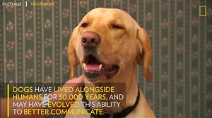 4.7K views · 44 reactions | Watch this scientific research into how dogs change their facial expressions to communicate with humans. | National Geographic UK | Facebook