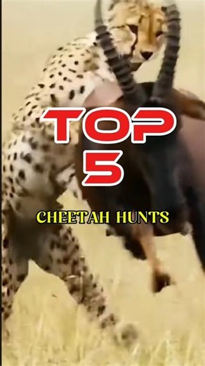 “TOP 5 CHEETAH HUNTS You WON’T Believe 😱🐆”