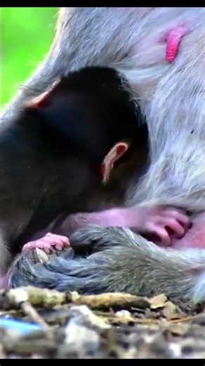 Monkey species: A deeply moving moment as the mother held her child close and comforted them.