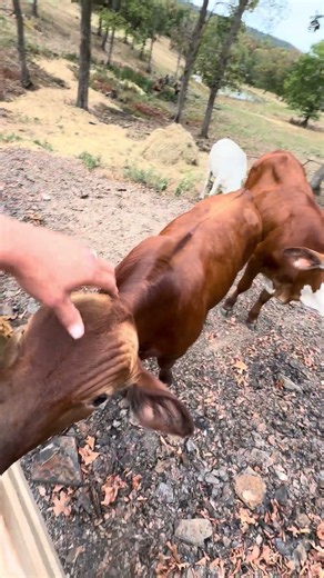 Me and Rowdy are officially friends #rufusthebull