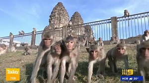 8.3K views · 27 reactions | Thailand's Monkey Festival has returned after 2 years and you don't understand how badly I wish I was there 藍 #9Today | TODAY | Facebook