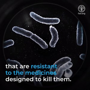 351K views · 2.5K reactions | Antimicrobial resistance is happening here & now, and it is affecting us ALL. Infections are becoming untreatable in... 六‍鈴Humans Animals Plants ️Watch to see how we can slow the spread  #AntimicrobialResistance | Food and Agriculture Organization of the United Nations (FAO) | Facebook