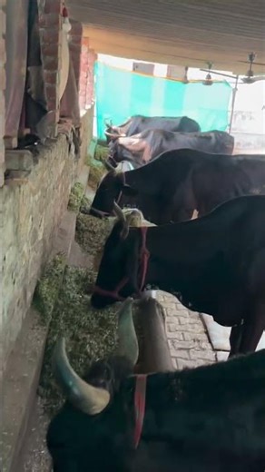 Shankar Gyno - Parampara se Pragati Tak