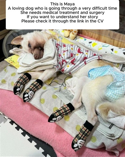 Help Maya the Dog: Urgent Surgery Needed to Save Her Life