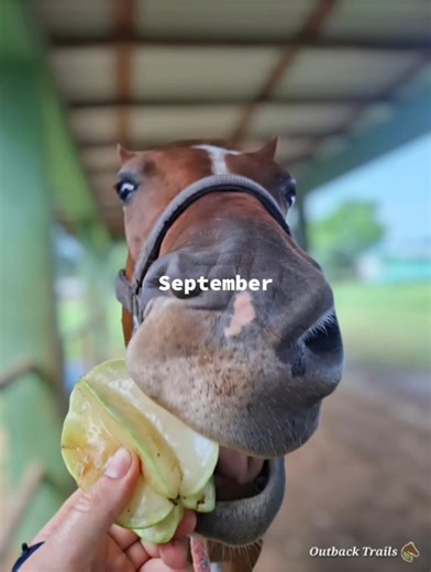 Happy New Year from Outback Trails #HorsesAreALifeStyle As we step into a new year, we’re grateful for steady horses, quiet jungle trails, and the kind of moments that remind us why we ride. May 2026 bring: • Safe rides and sure footing • Strong partnerships between horse and rider • Open trails, fresh air, and golden Belize sunsets • Time to slow down, reconnect, and breathe To everyone who finds peace in the rhythm of hooves and freedom on the trails - here’s to riding with respect, moving wit