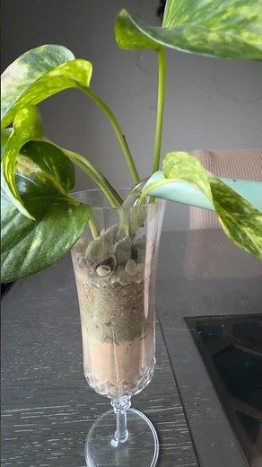 Growing Plants in Sand, from 2 leaf node to this. FAIL or SUCCESS? 🤔 what do you guys think?