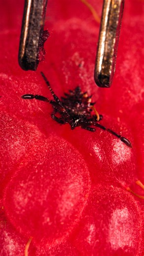 Micro-Alien on a Raspberry! 👽🍓