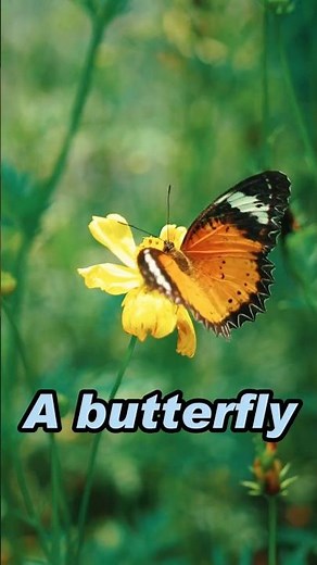 Insect vs Bug: What's the Difference?🦋