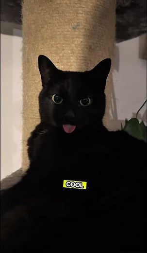 The Real Reasons Cats Leave Their Tongues Out #catshorts