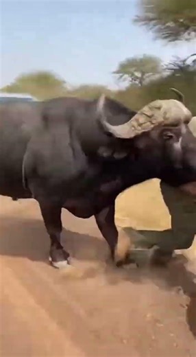 🐃 BUFFALO ATTACK! Total Chaos on Savanna! / 【戦慄】バッファローが車に突進！九死に一生