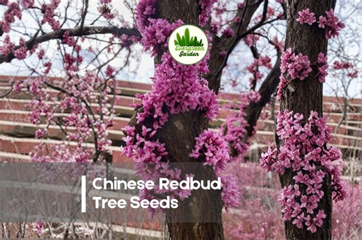 40 Chinese Redbud Tree Seeds - Etsy