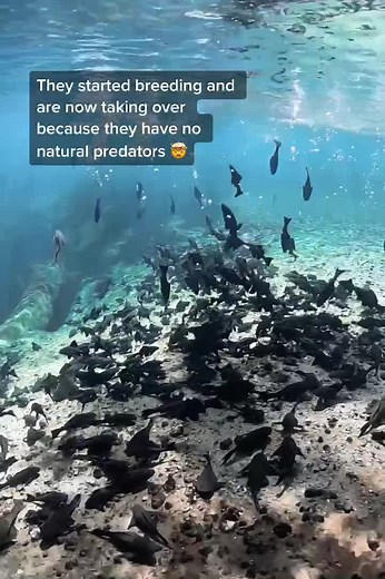 Plecostomus: The Armored Catfish of Florida