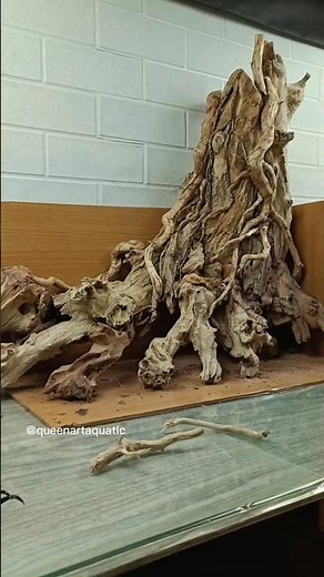 Do You Want To Know How To Make A Bonsai This Big For Aquascape?