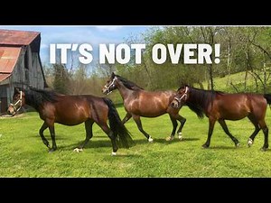 It's ABOUT To Happen Again...Foaling Season IS NOT OVER!