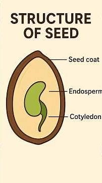 Structure of seeds/Seeds/Monocot/Dicot