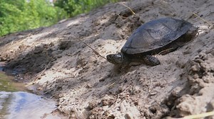 Turtle getting into a river - Free Stock Video