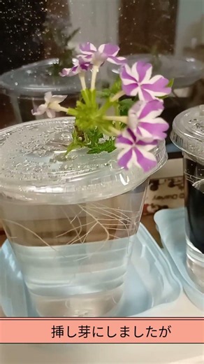 バーベナ簡単に増やせます! #ガーデニング #バーベナ#挿し芽